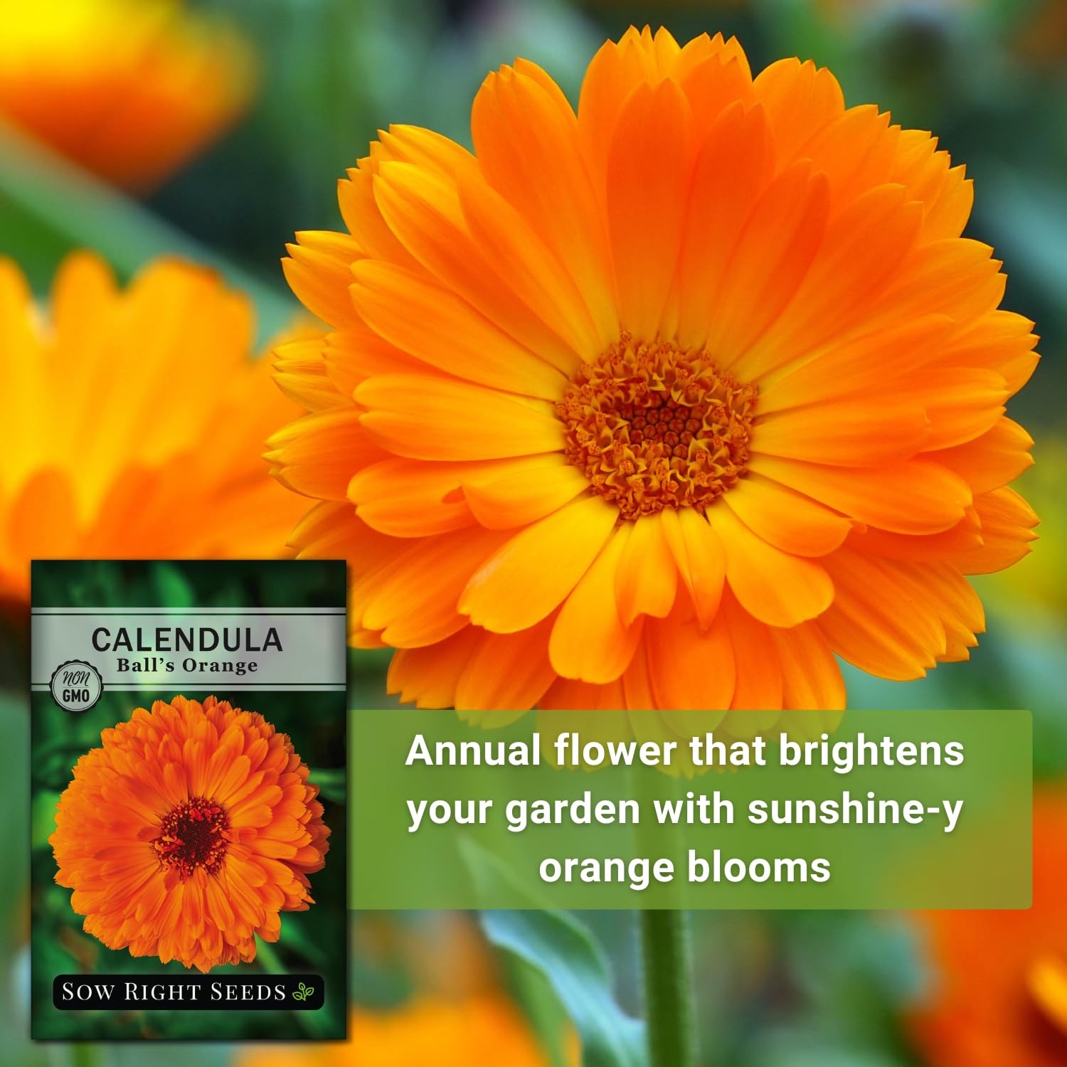 Sow Right Seeds – Ball’s Orange Calendula for Planting – Non-GMO