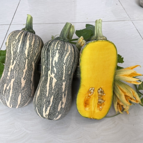Striped Butternut Squash Seeds,Hạt Giống Bí Hạt Đậu F1 – NON-GMO