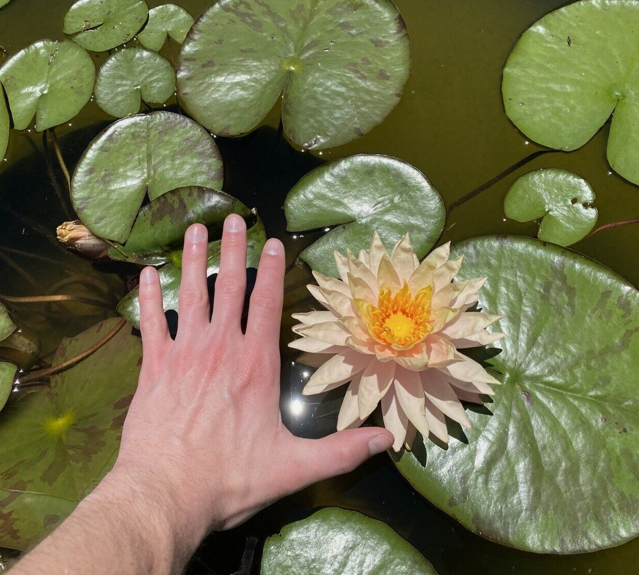 Nymphaea “Sun Spark” Water Lily (Winter-Hardy) | Sprouted Tuber/Rhizome