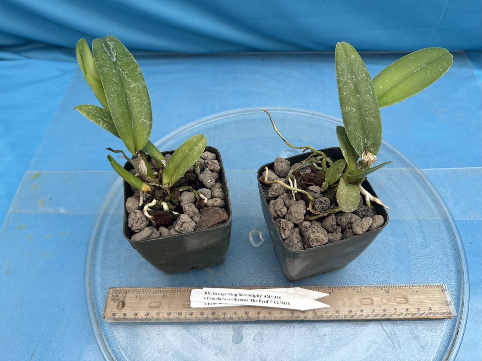Rlc George King Serendipity X Pamela Ann Oliveros Byrd Orchid Eros Hybrid 4” Pot