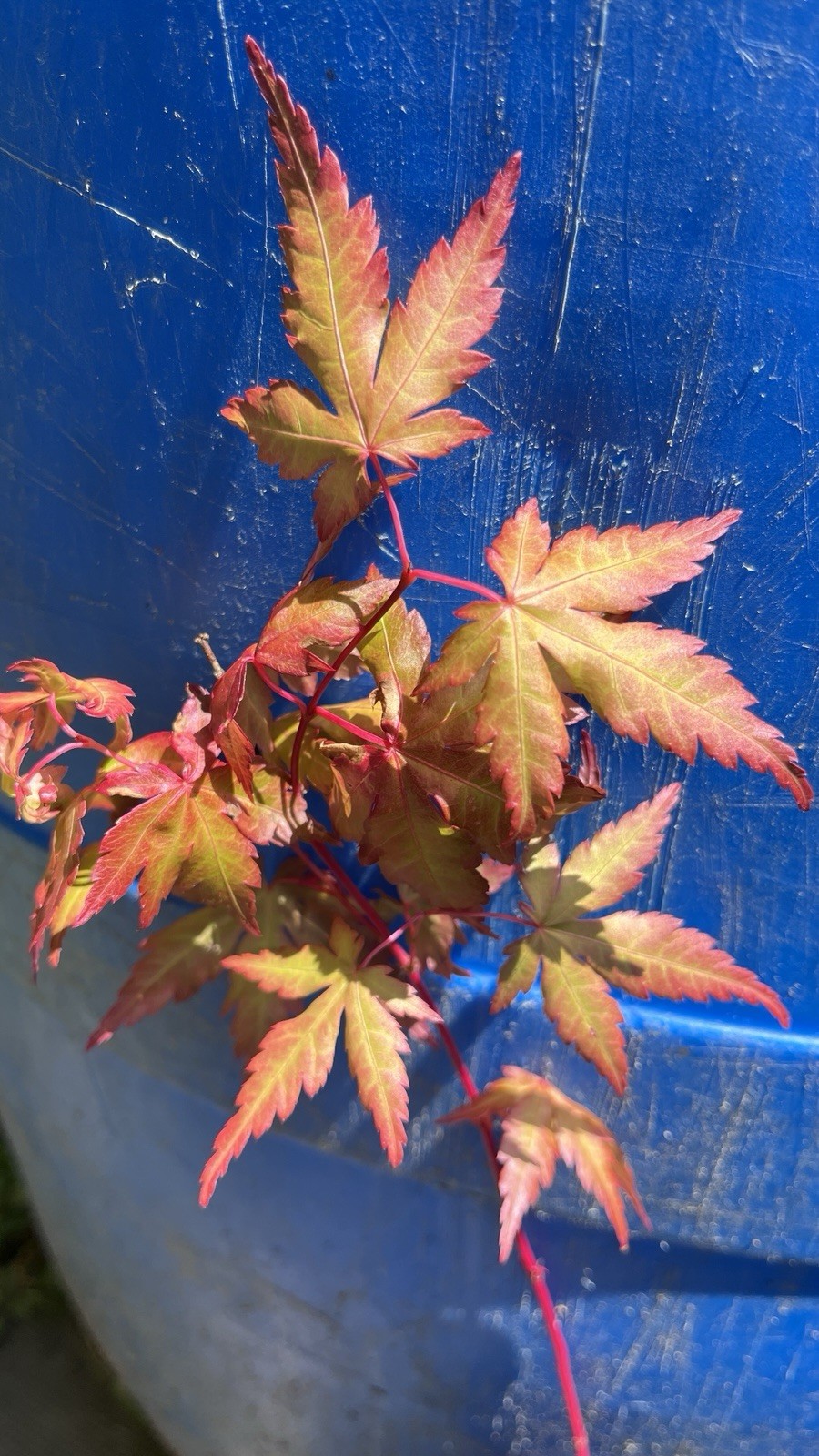 6-12″ tall Acer palmatum ‘Winter Red’ Coral Bark Japanese Maple 1 year old