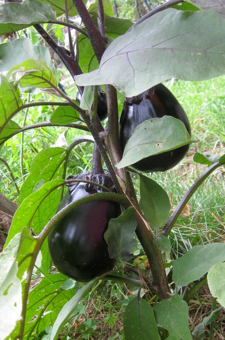 Rare✿ NEW! Japanese Heirloom Mitoyo Eggplant 15+ Seeds ●Sweet Flavor