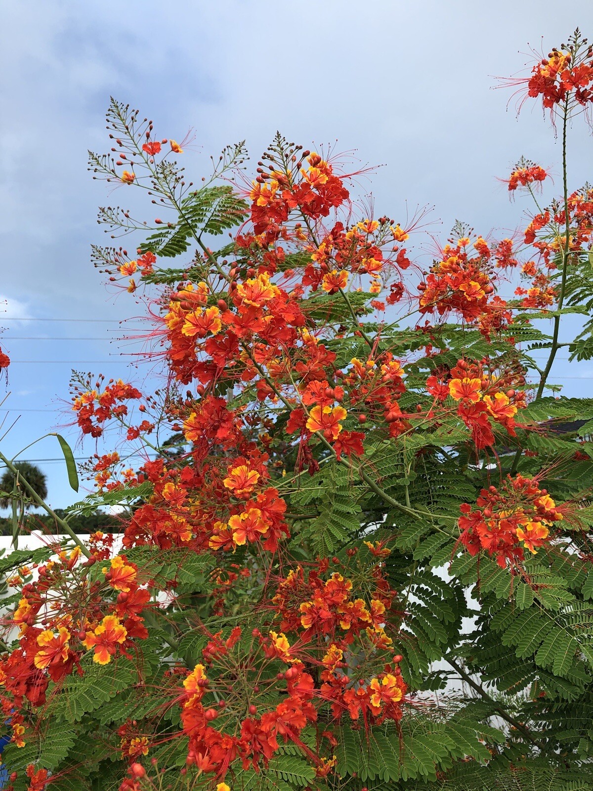 50 seeds Caesalpinia Pulcherrima PRIDE OF BARBADOS Dwarf Poinciana