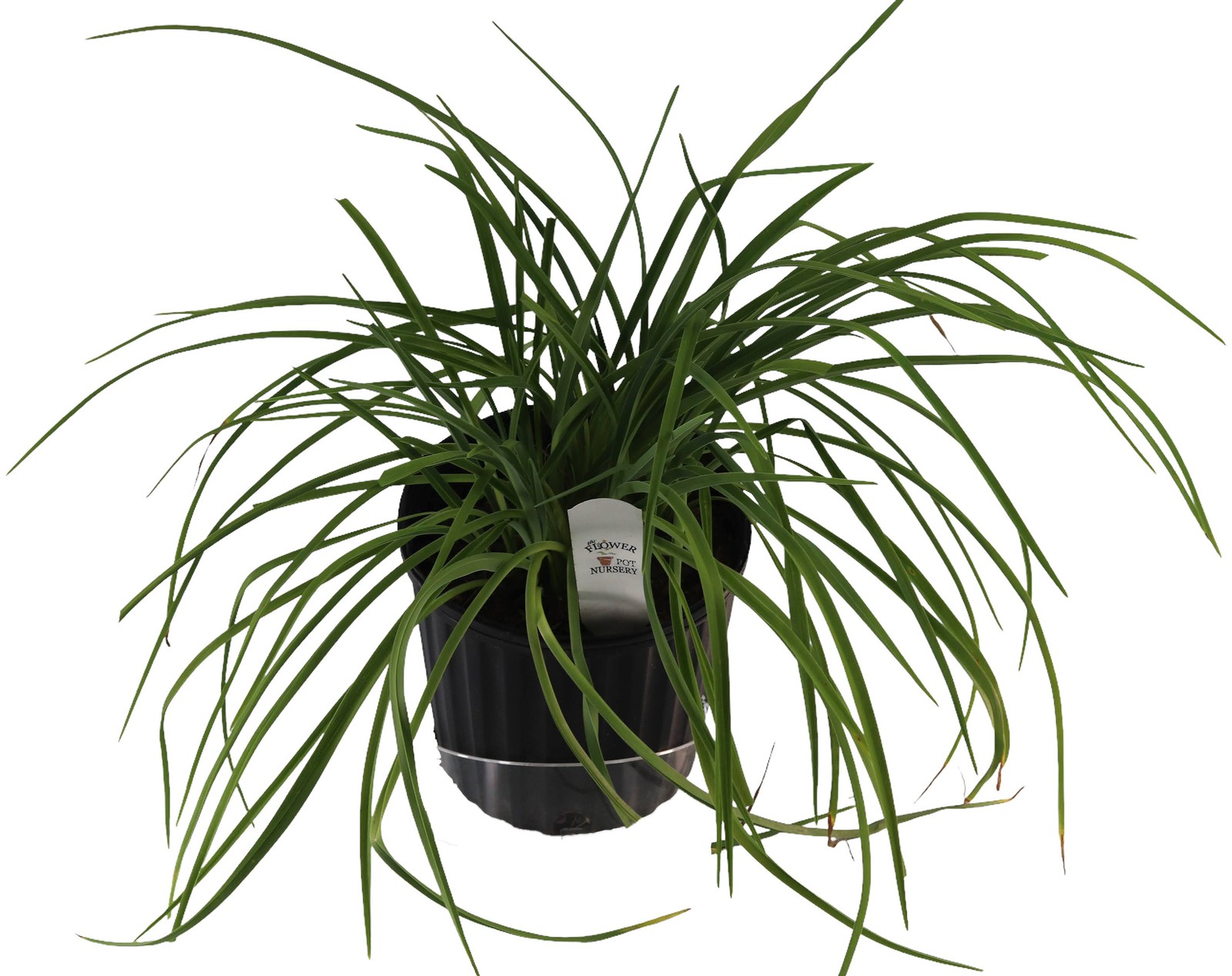 FlowerPotNursery Assorted Daylily Hemerocallis spp. Assorted Colors 1 Gallon