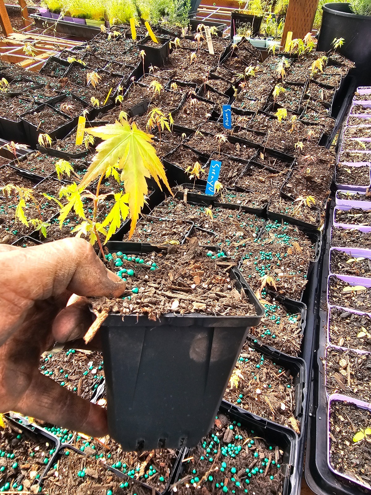 SINGLE medium SEIRYU JAPANESE MAPLE TREE growing in 4″ pot
