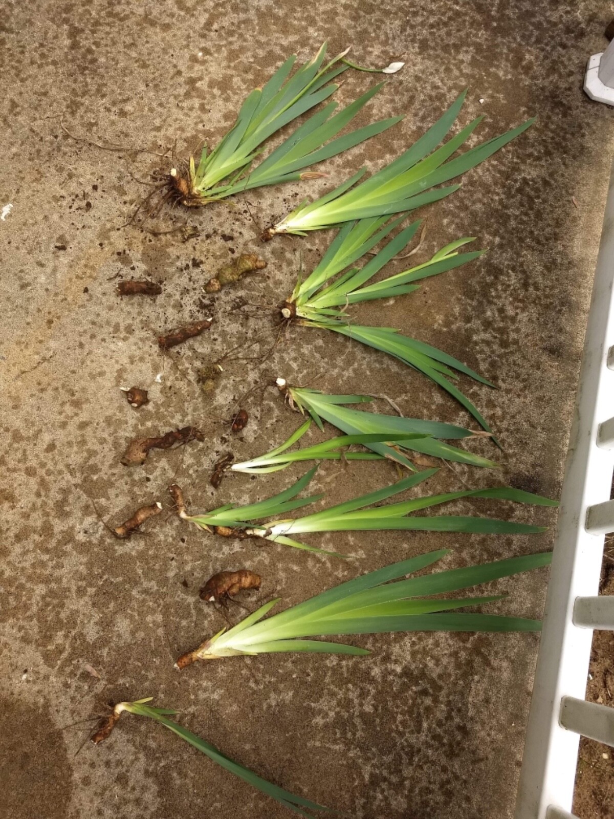 Light purple ,  bearded iris rhizomes, plants, bulbs