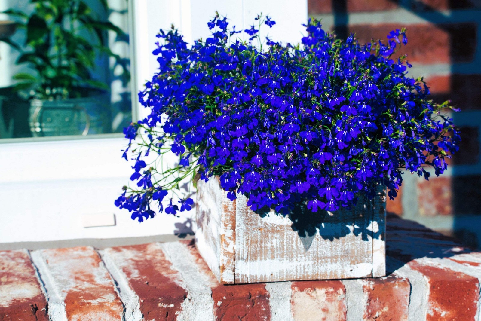 200 Electric Blue LOBELIA MONSOON Flower Seeds *Flat Shipping