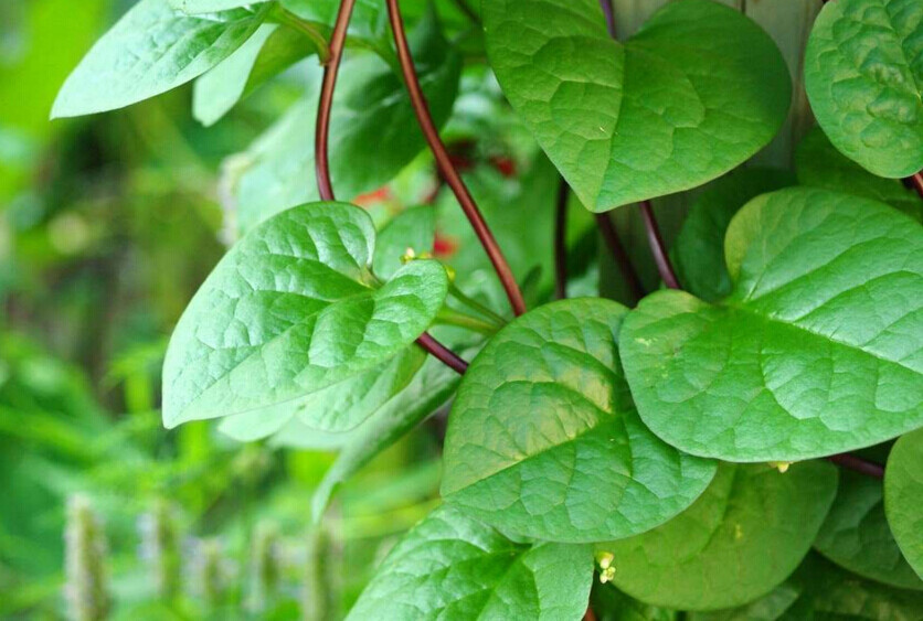 Malabar Spinach 100 Organic Seeds (50 Red + 50 Green) Delicious Basella alba