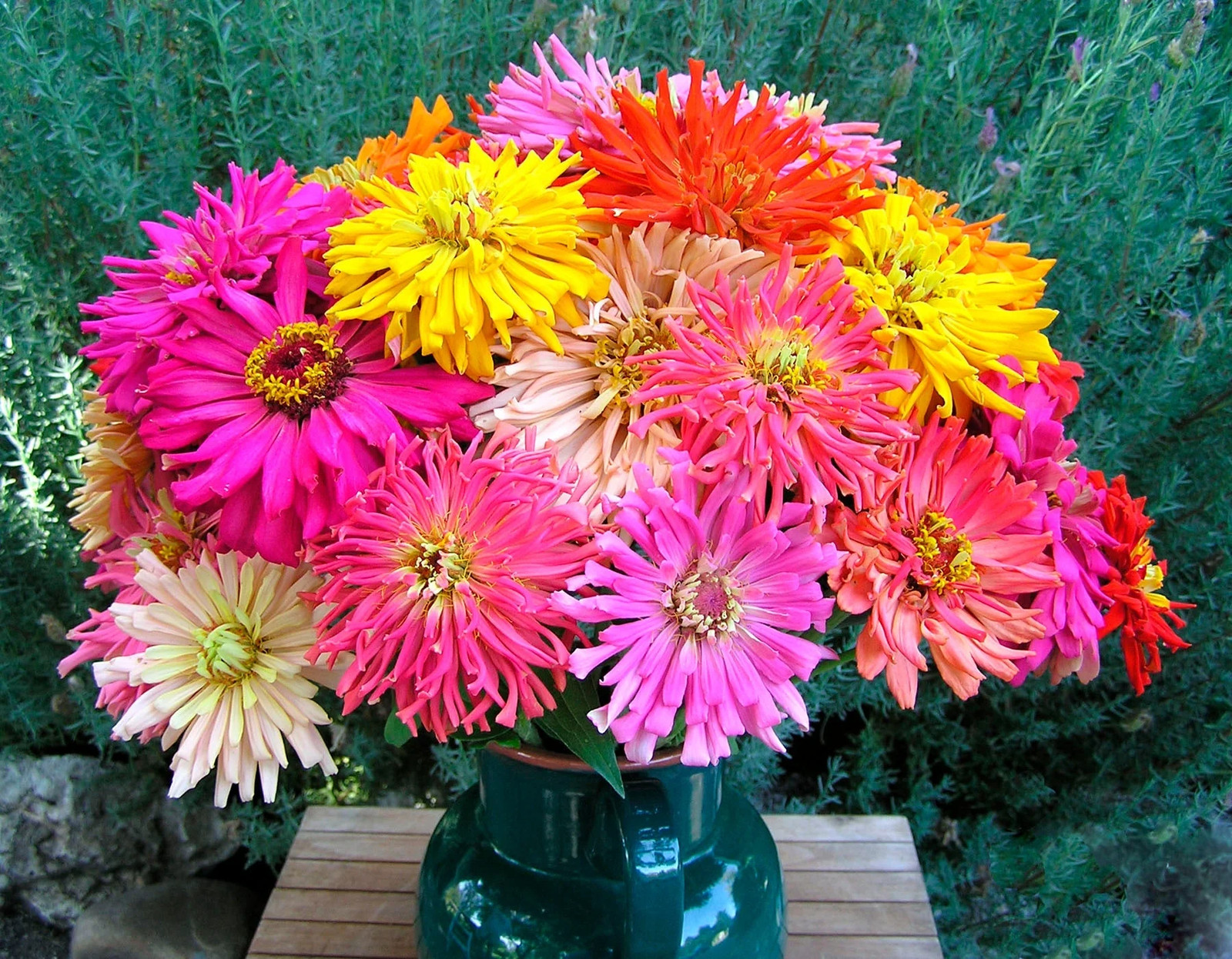 Cactus Mix Zinnia Seeds | Giant Cut Come Again Rainbow Dahlia Flower Seed 2024