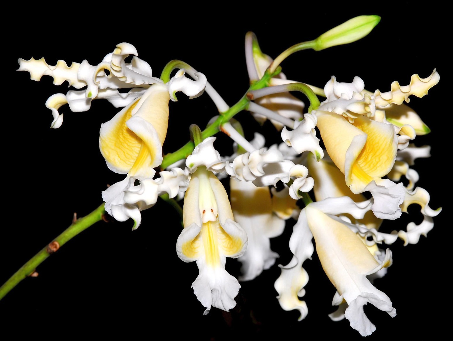 Myrmecophila Schomburgkia BRYSIANA ‘ALBA’ – prev bloomed orchid NOT cattleya