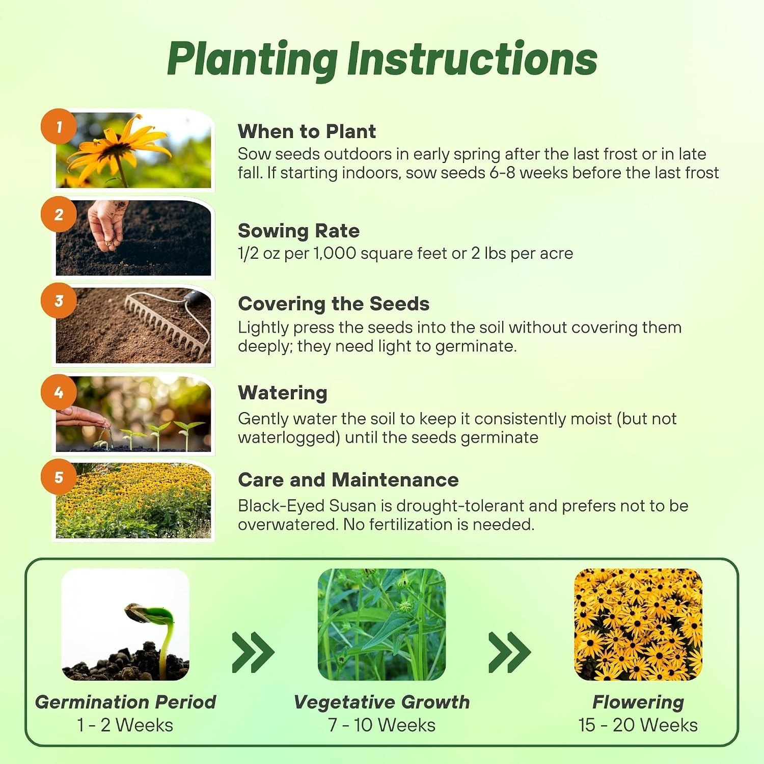Low Maintenance Pollinator Garden Seeds – Black-Eyed Susan