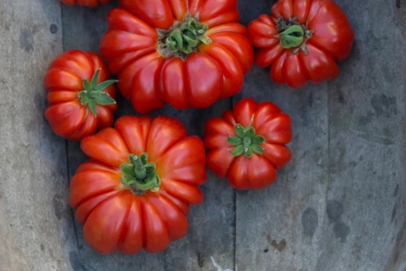120+ TOMATO SEEDS — ROSS0 SICILIAN —- HEIRLOOM — ORGANIC ——– RARE