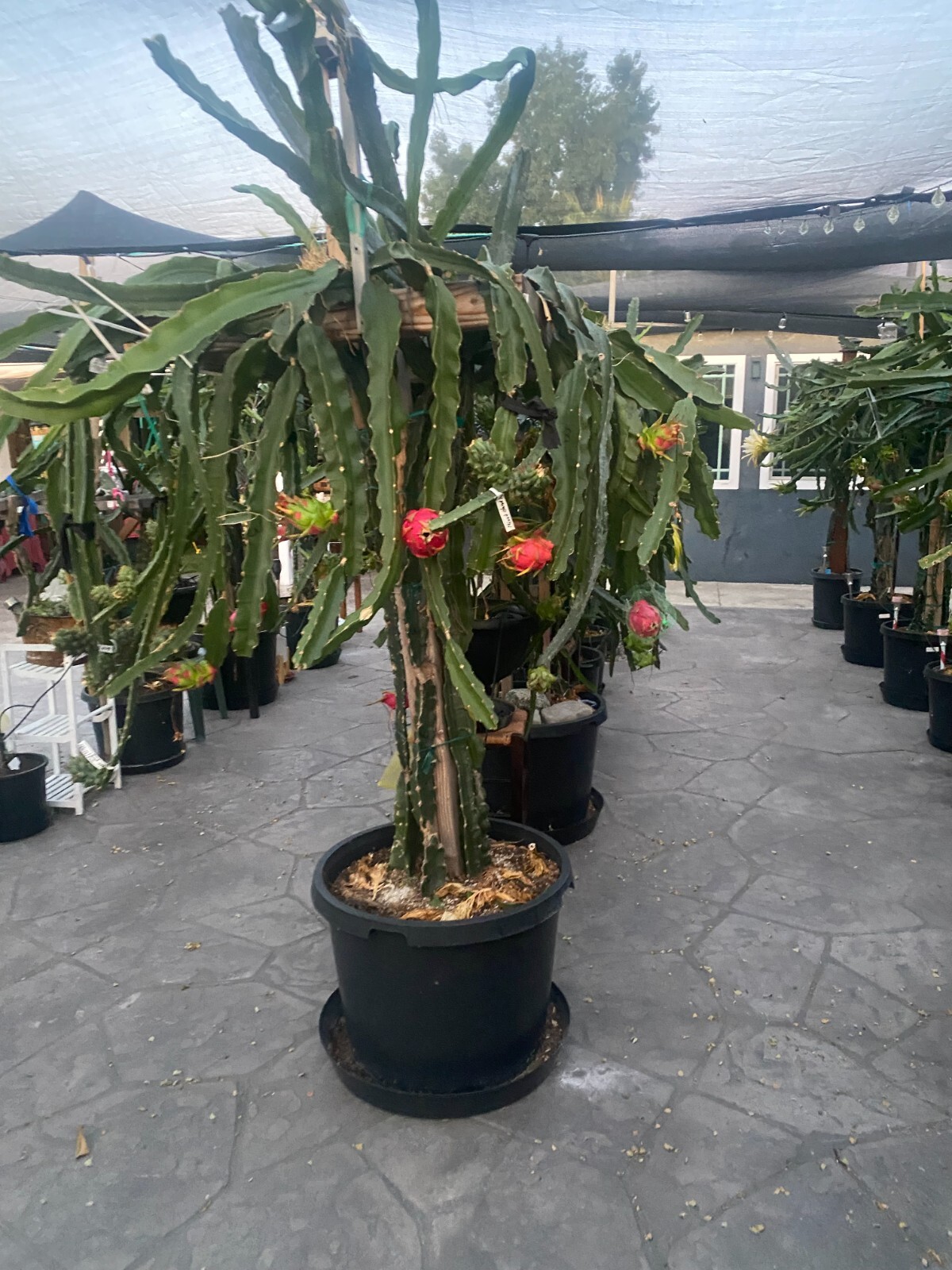 DRAGON FRUIT CUTTINGS – MULTIPLE VARIETIES 8-12 inches