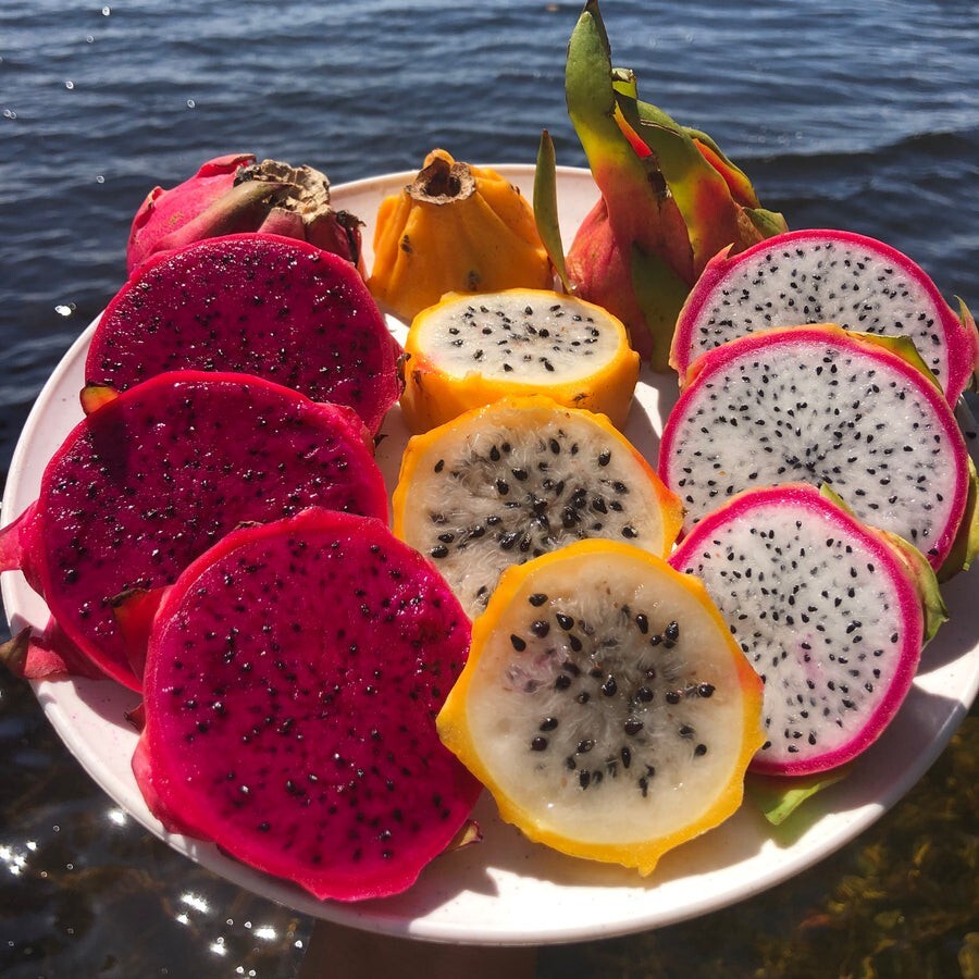ULTRA RARE DRAGON FRUIT CUTTINGS – MULTIPLE VARIETIES – 8″ – 12: SIZE