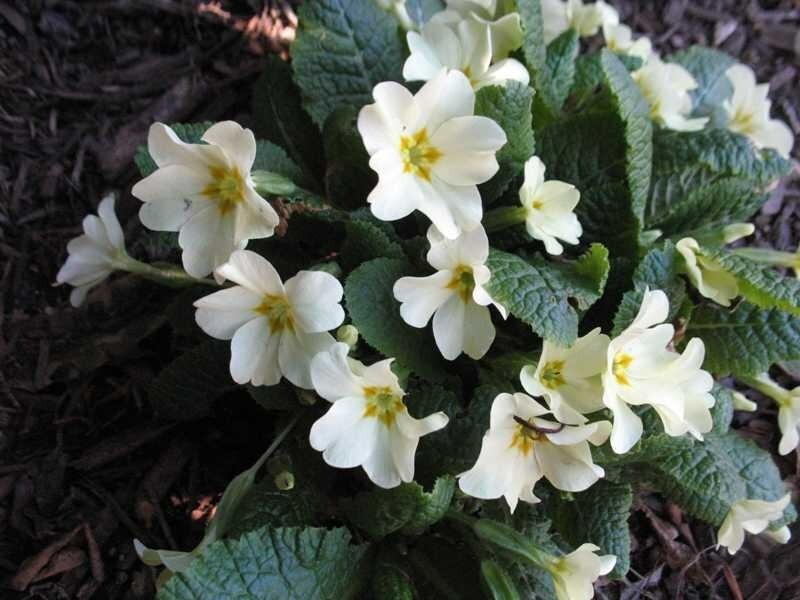 PRIMULA VULGARIS~LIVE PRIMROSE PLANT HARDY PERENNIAL SPRING BLOOMS, PART SHADE!!