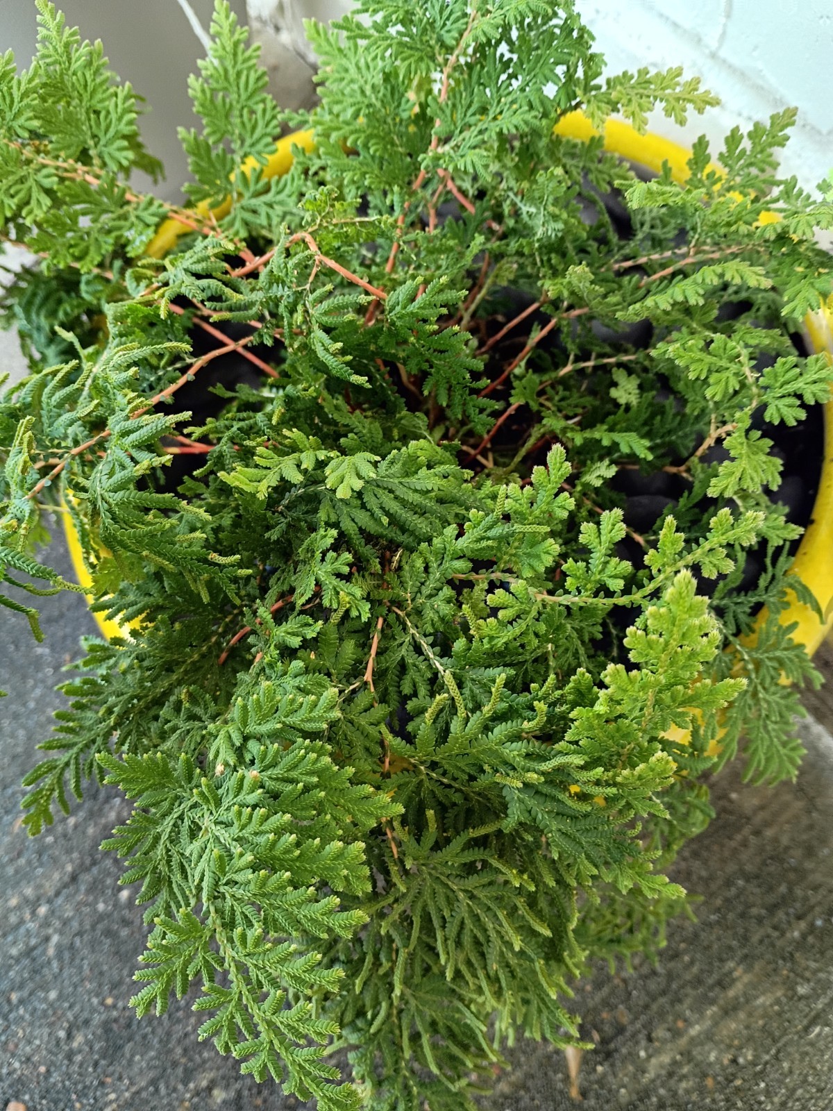 LARGE Living Fossil Selaginella braunii Arborvitae Fern Club Spike Moss Braun’s