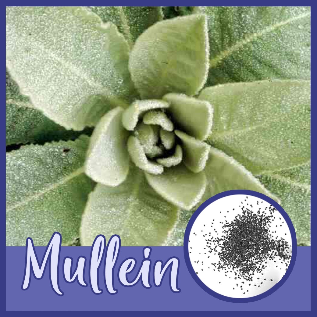 Mullein SEEDS (Verbascum Thapsus) FREE SHIPPING Medicinal Dried Herb USA
