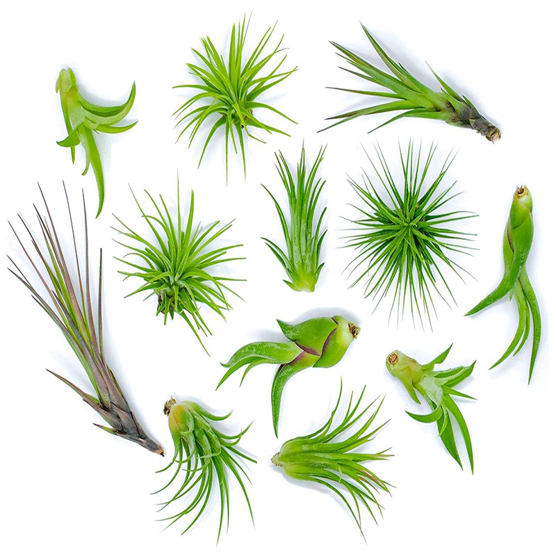 Altman Plants 12 Air Plant Variety Pack – Small Tillandsia Terrarium Kit –