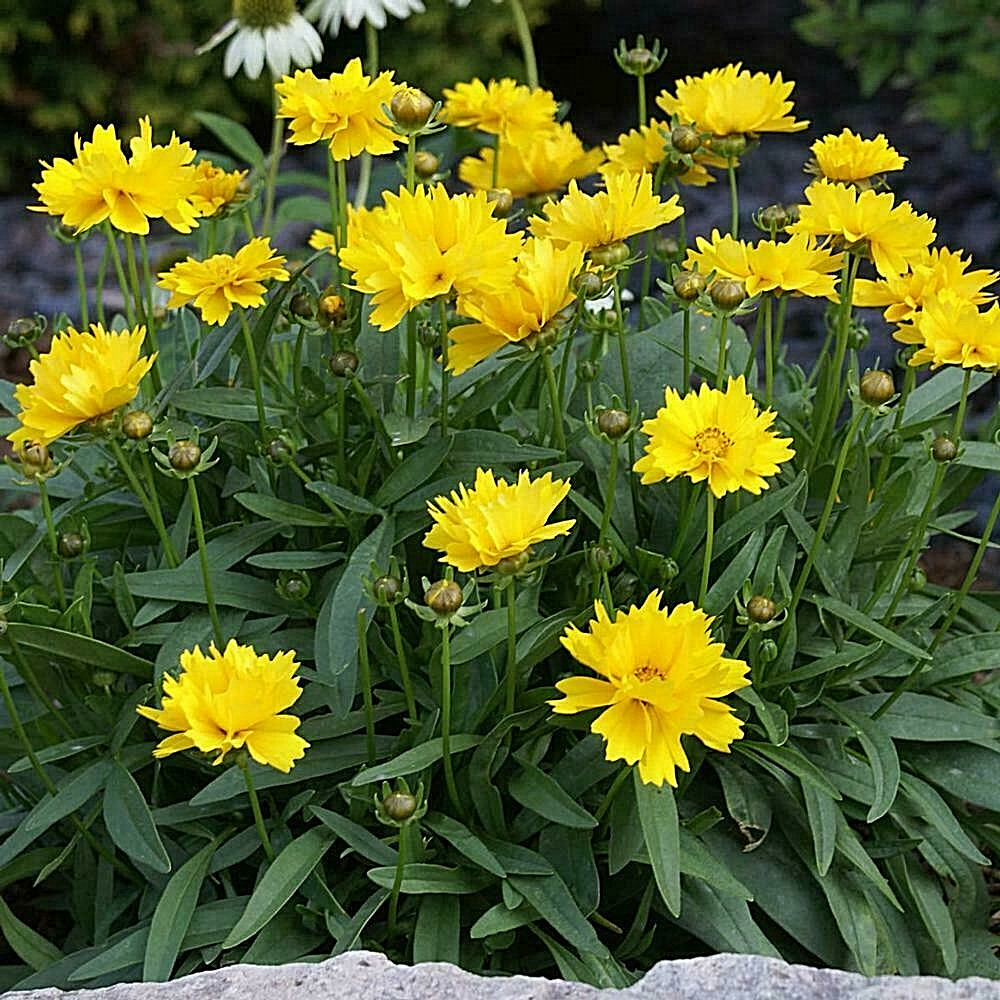 COREOPSIS GRANDIFLORA 55 Tick Seeds My “Brooklyn’s Botanical Garden Club”