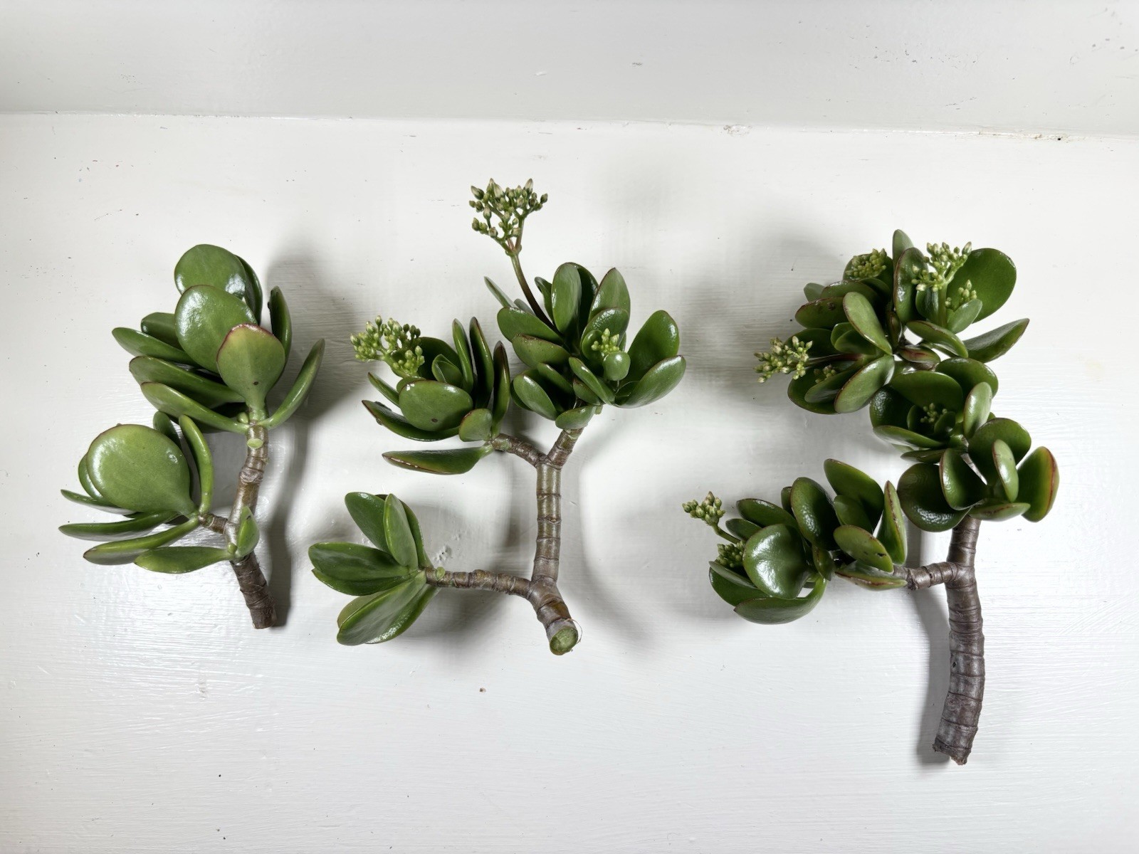 Jade Plant Cuttings 3 Pack Of 5-6”