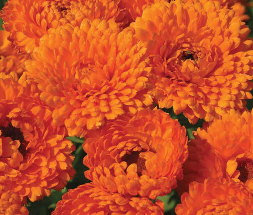CALENDULA GEISHA GIRL Calendula Officinalis – 200 Bulk Seeds
