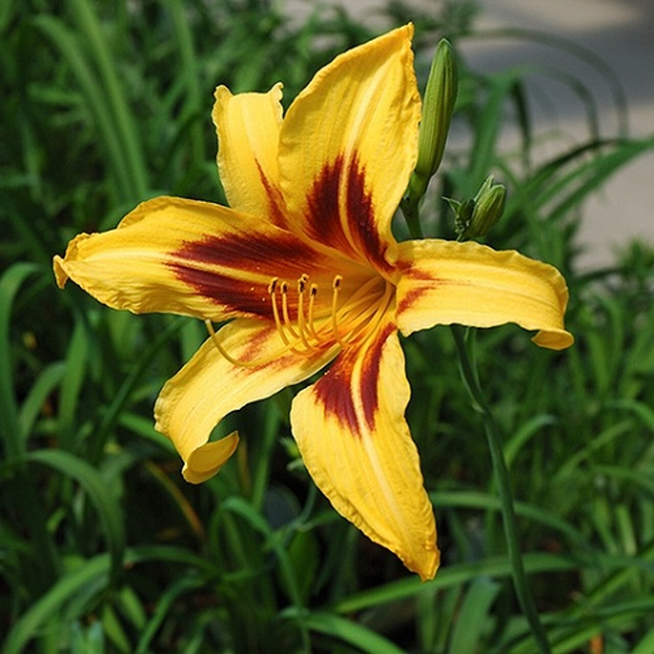 Five Bonanza Two tone Yellow Red Daylily Rooted Starter Plants