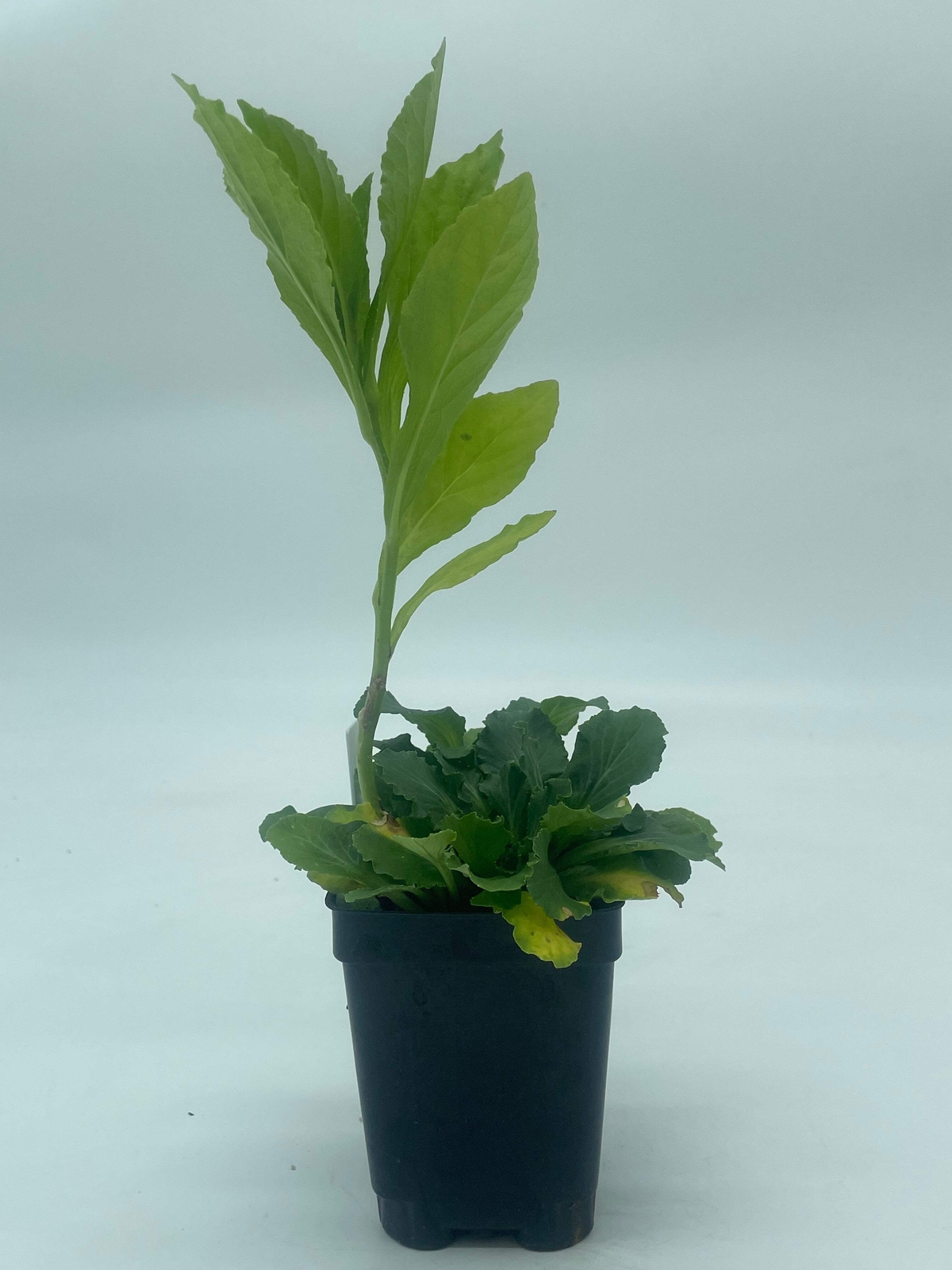 Great Blue Lobelia Live Plant 3″ Starter Pot – Lobelia Siphilitica