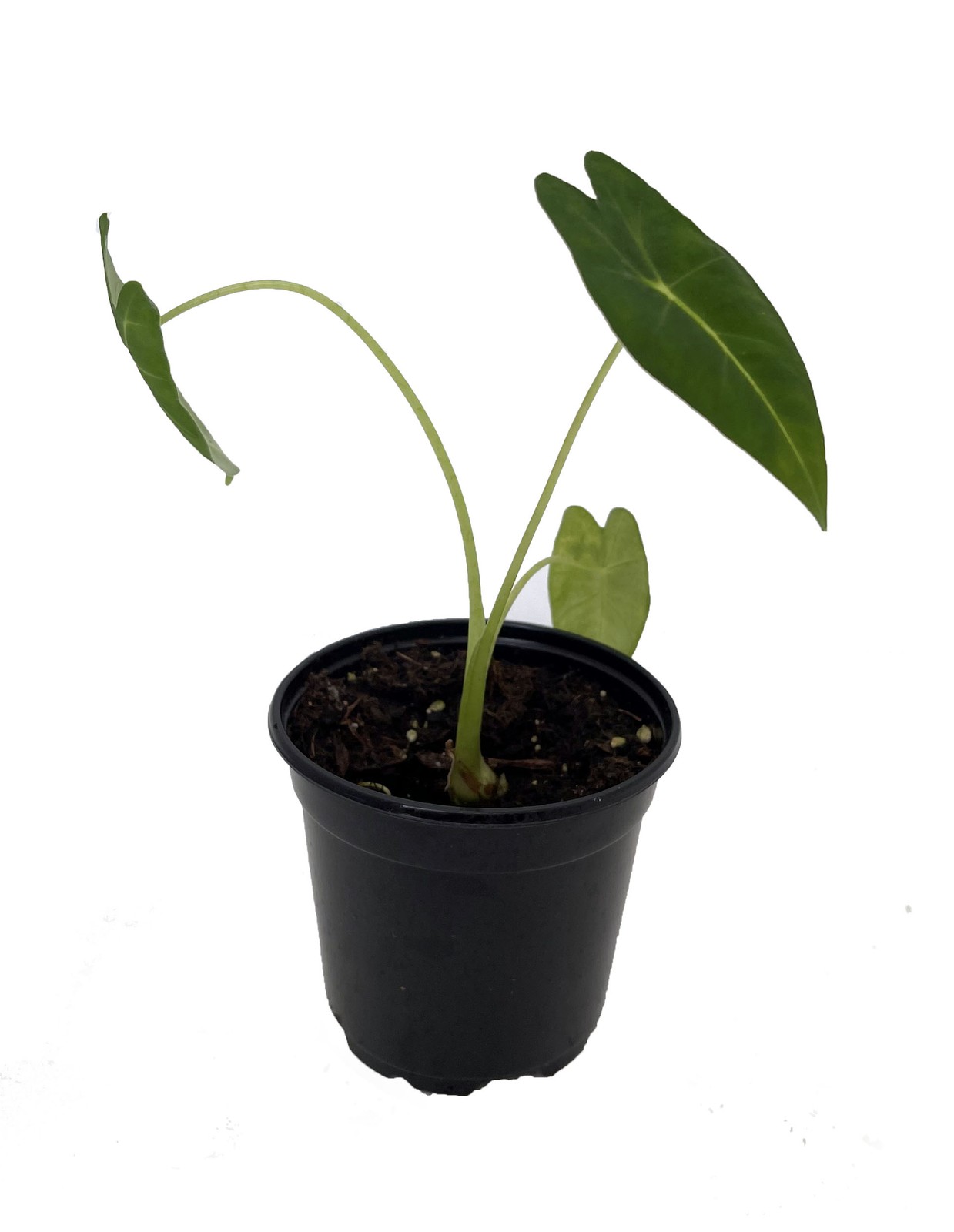 Green Velvet African Mask Plant – Alocasia Frydek – Houseplant – 4″ Pot