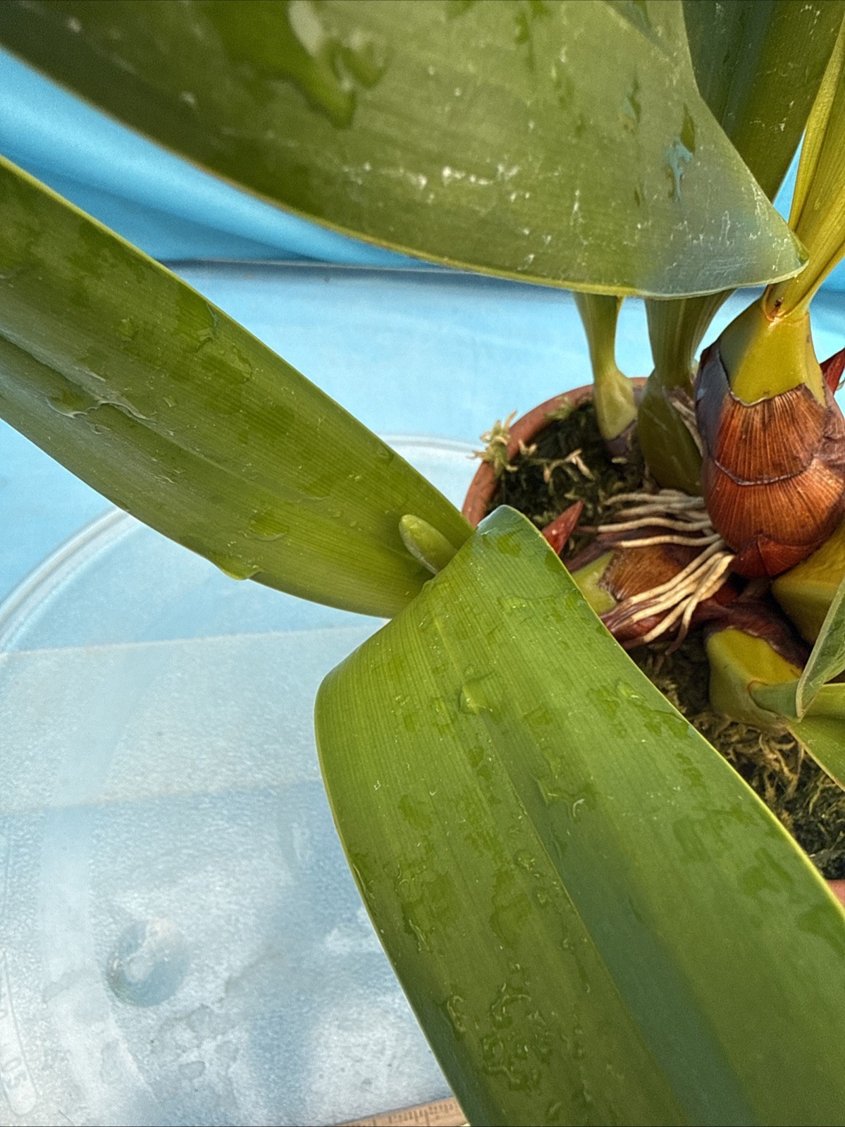 Epigeneium treacherianum ‘Anna Chai’ AM Fragrant Orchid Species 6” Pot 4 Spikes
