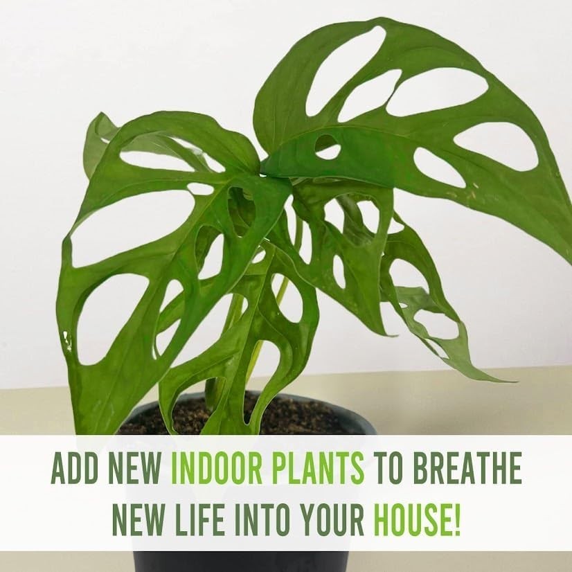 Monstera Tigre by LEAL PLANTS ECUADOR | Swiss Cheese Plant | Natural Décor Plant