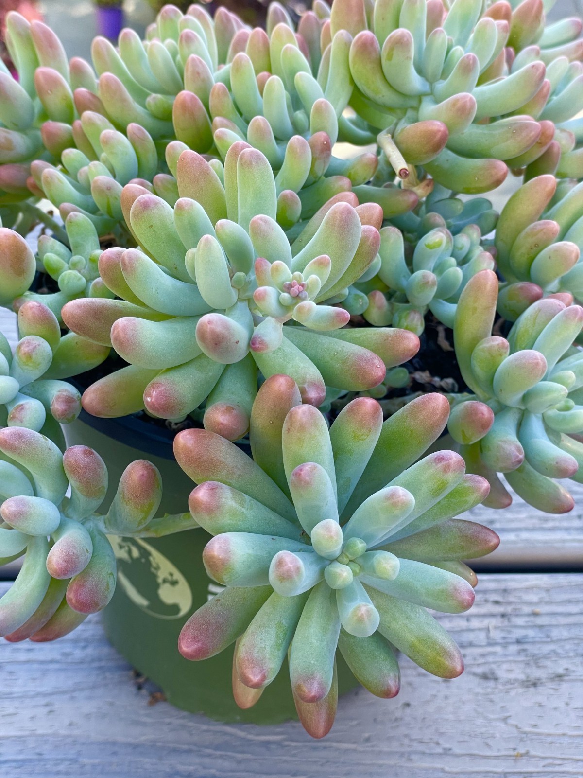 Rare Live Succulent Plant Sedum Pachyphyllum Unrooted Cutting 2-3 Inches