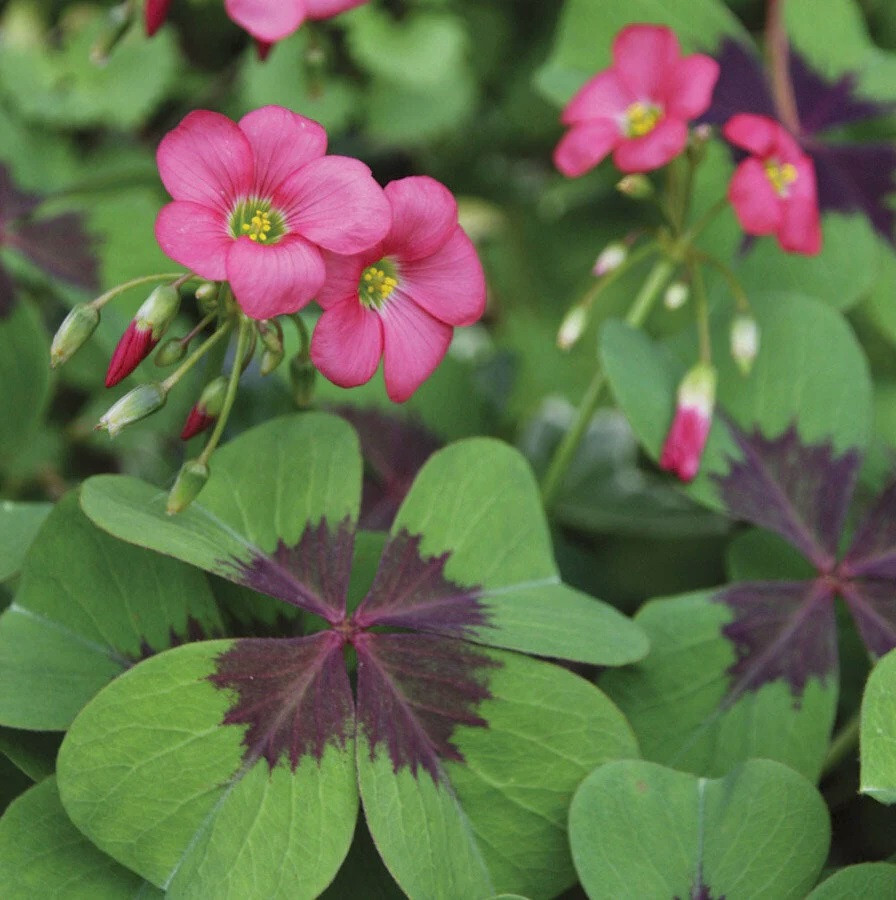 5 Shamrock Iron Cross FOUR LEAF CLOVER bulbs Hardy zones 7-10 or Houseplant