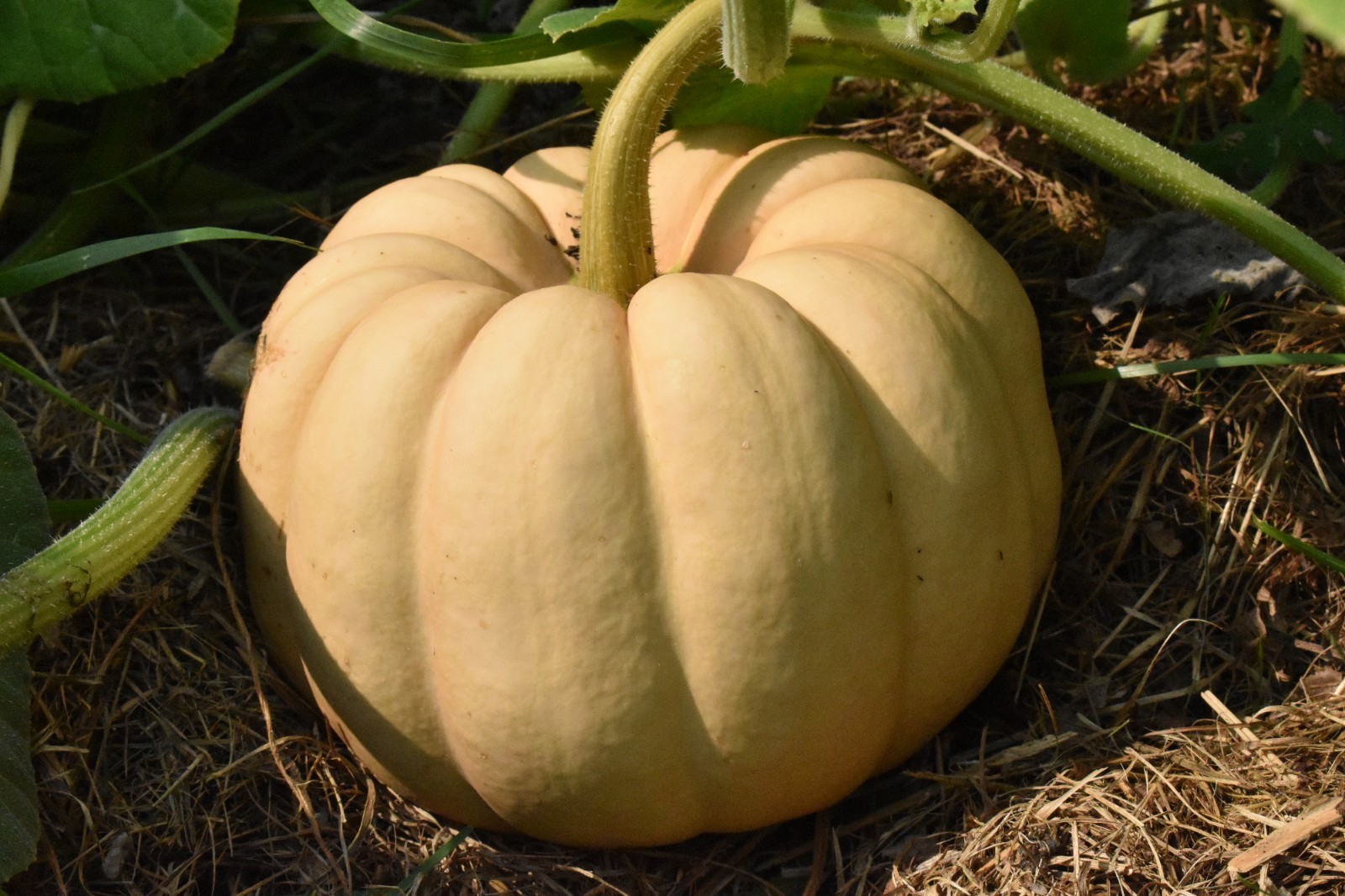 10+ Seminole Pumpkin Seeds – Beyond Organic