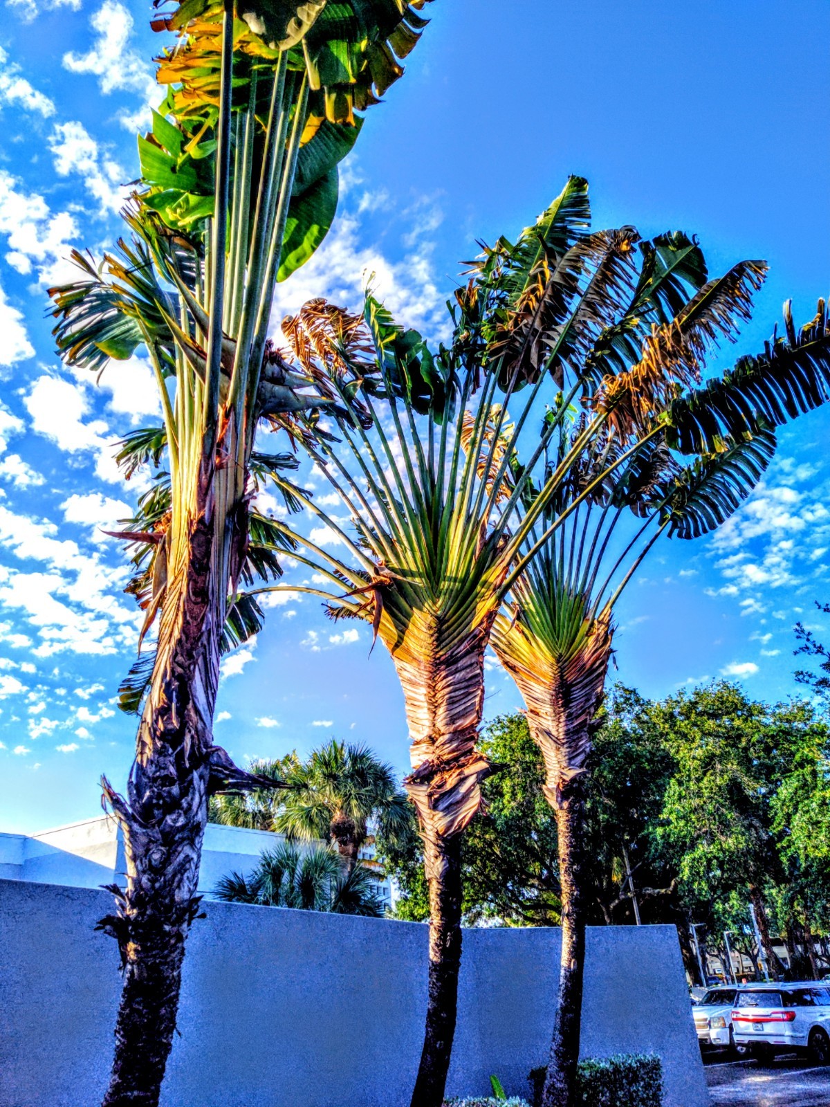 2-Live Traveler Palms 2 live Plants