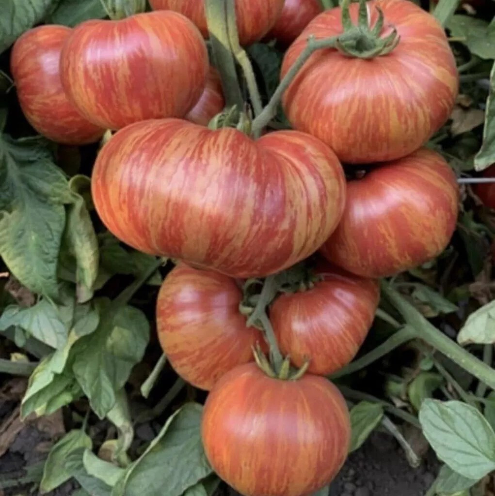 240+ Vintage Wine Striped Tomato Seeds – Beefsteak – Heirloom – HUGE 1 LB – RARE