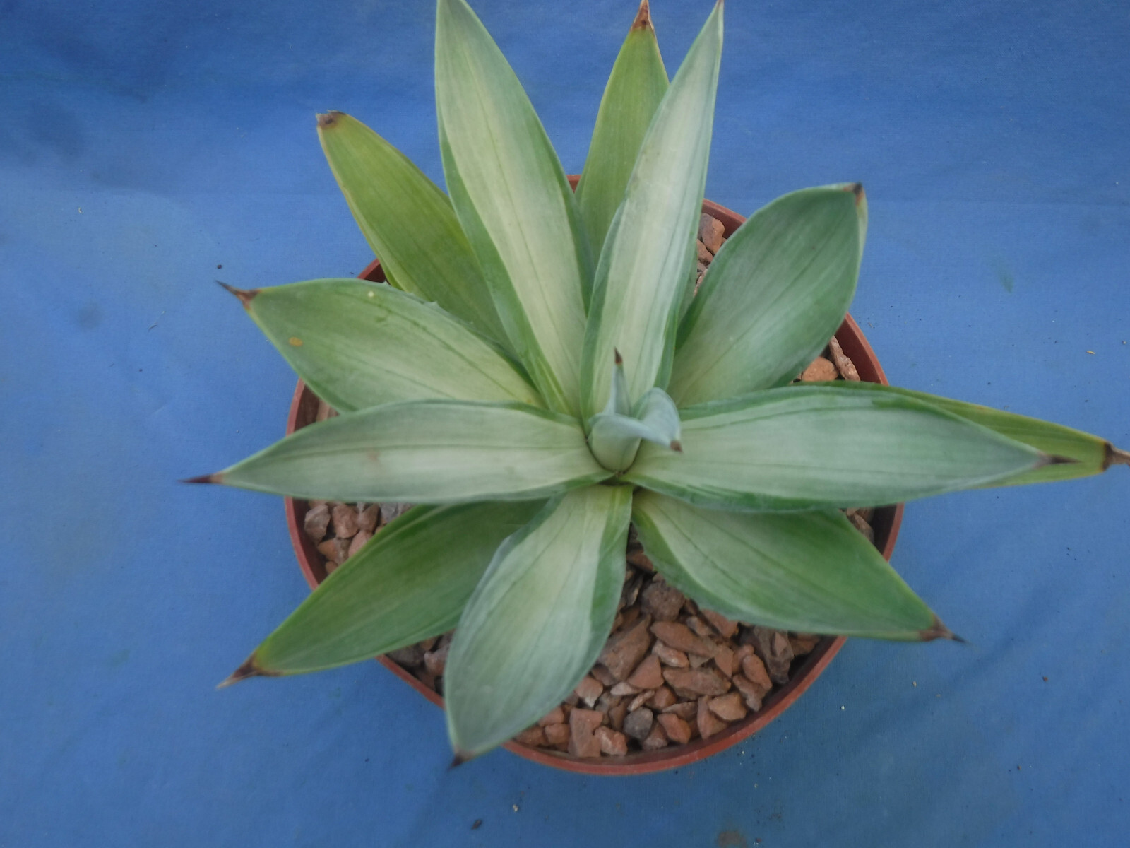 Agave desmettiana “Quicksilver” Variegated Agave Starter Plant 5″-8″ Wide RARE