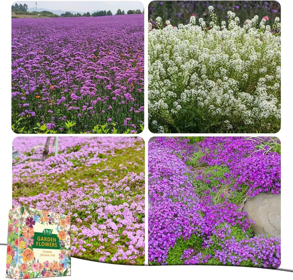Ground Cover Plant Collection – 31,000+ Mix of Creeping Thyme, Alyssum, Purple