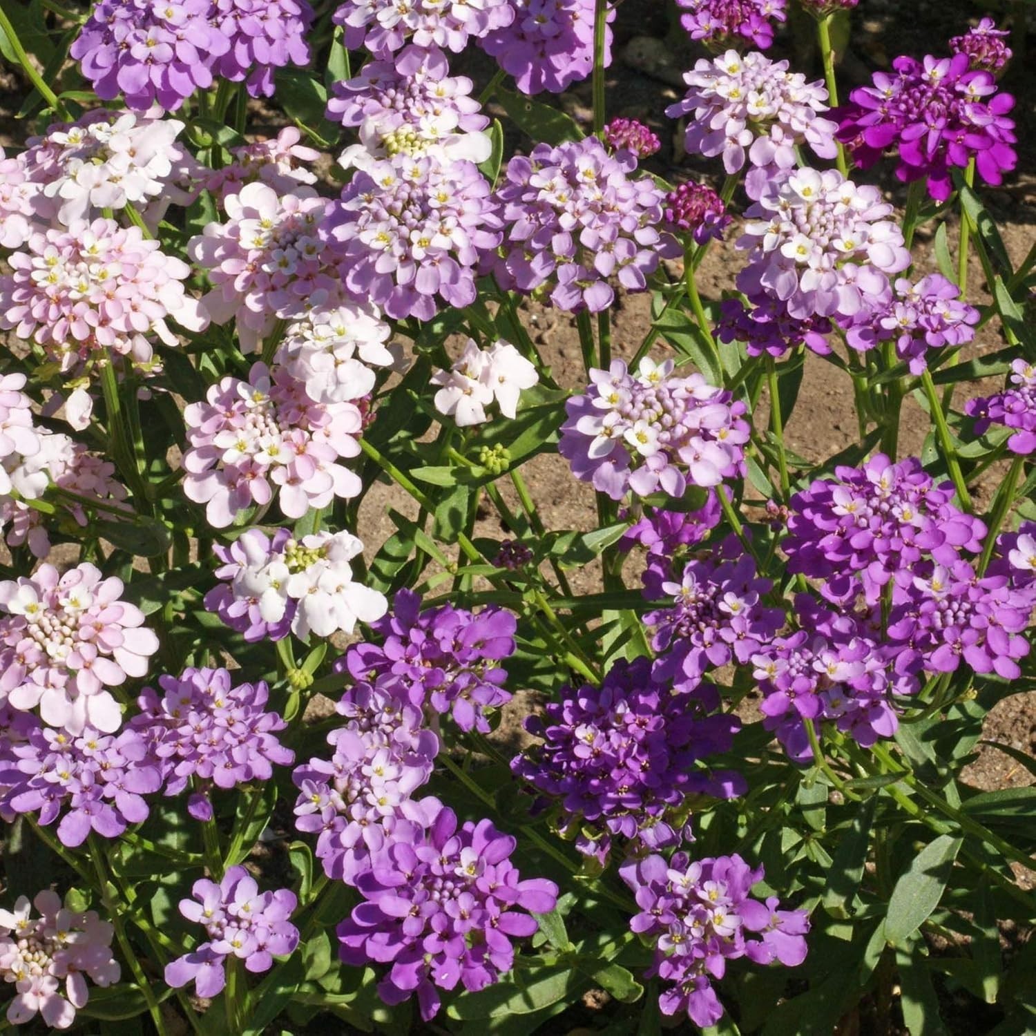 400 Seeds Candytuft Dwarf Mix Wild Flower Cover & Border Free Shipping & Track