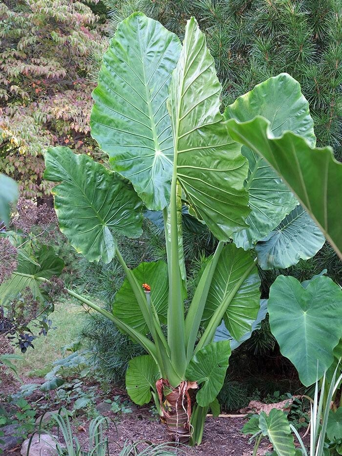 ***CALIDORA*** Elephant Ear Alocasia Live Starter Plant**COLD HARDY**GETS HUGE!