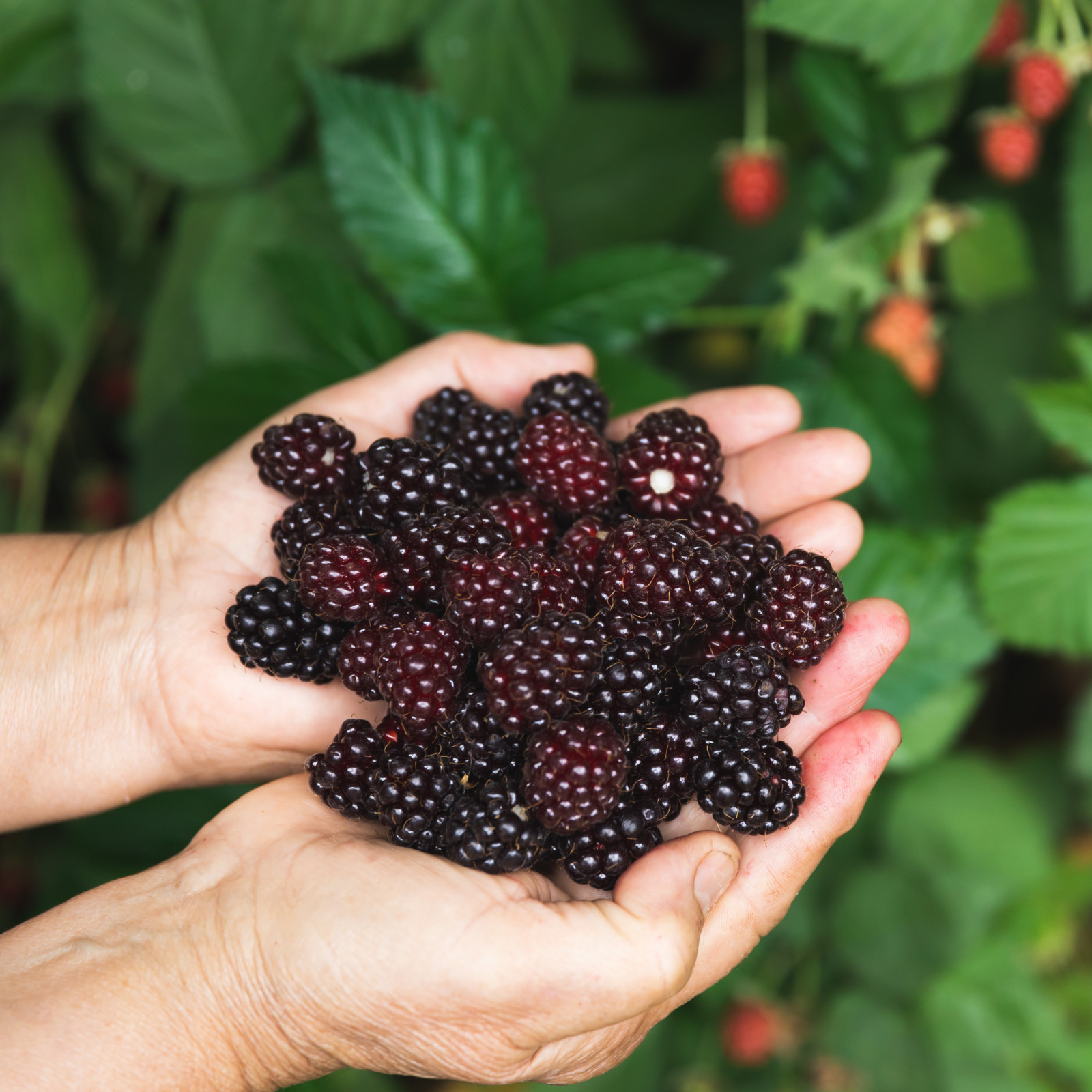 Chester Thornless Blackberry – 5 Blackberry Plants