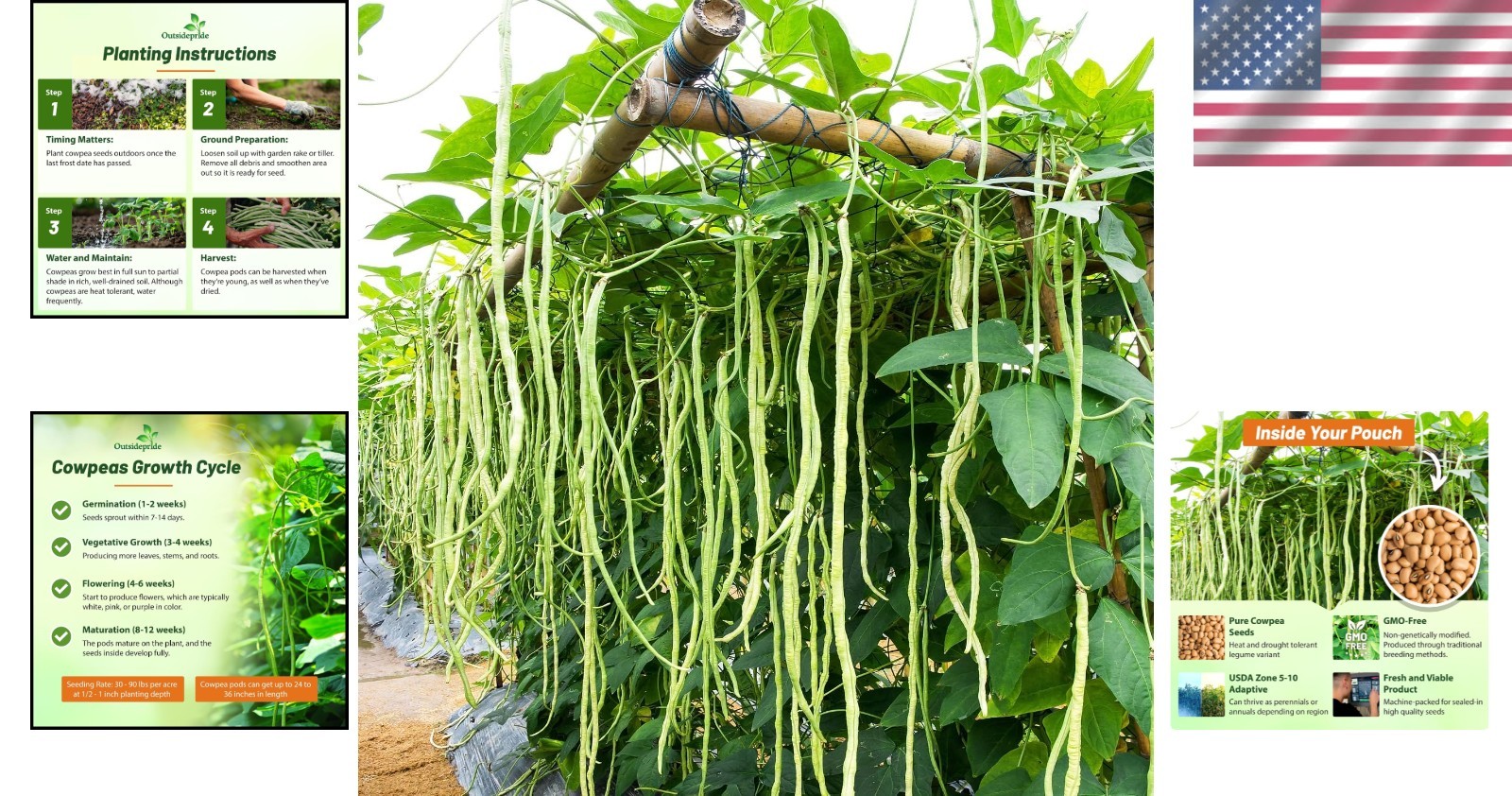 High-Quality Cowpeas for Soil Health – 10 lbs