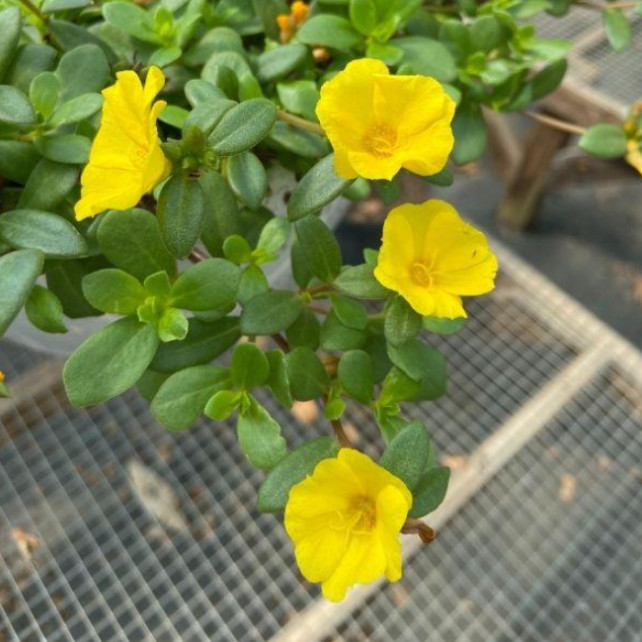 Set 2 Jumbo Yellow Portulaca Live Plant – 5-9″ Tall – Ship No Pot – Heat Toleran