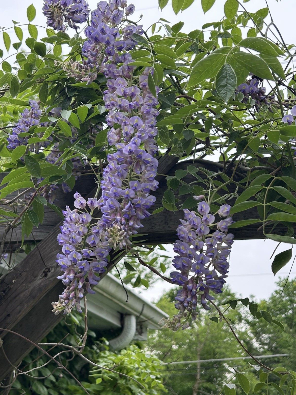 American Wisteria 5 seeds