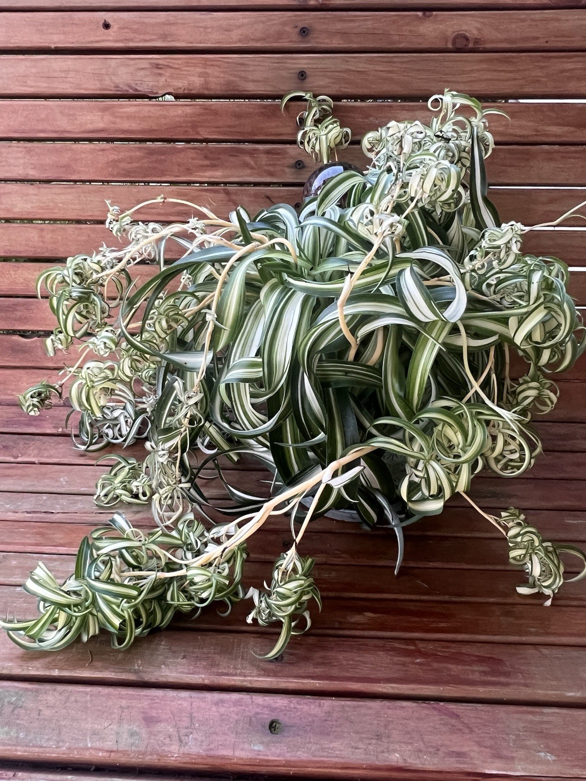 Variegated Bonnie Curly Spider Chlorophytum Comosum 2 Live Plant Babies Cuttings