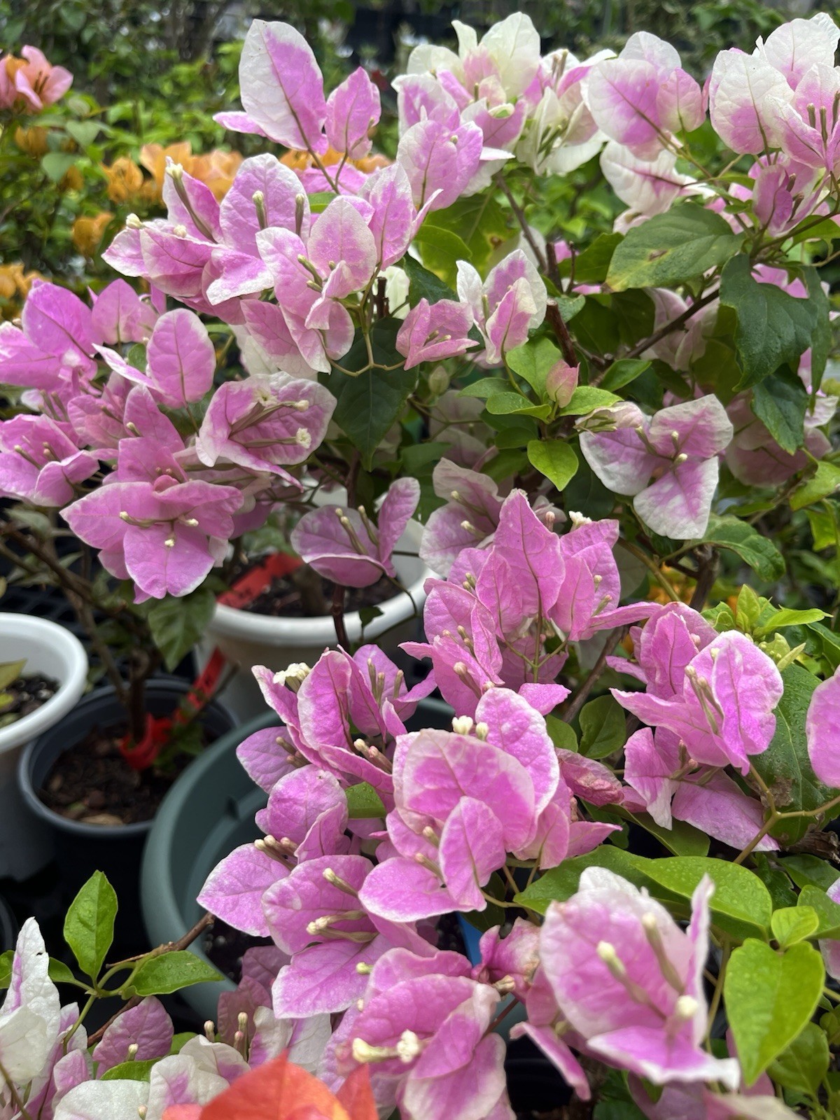 Multi 漳红樱三角梅 Makris/Aiskrim (Ice Cream) bougainvillea Bonsai own 18-20 in
