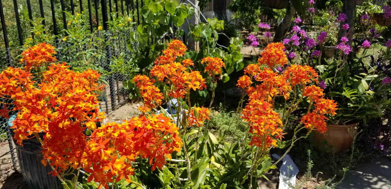 Epidendrum ORCHID 5pcs Rooted Radicans Orange Yellow/Purple cluster Flower