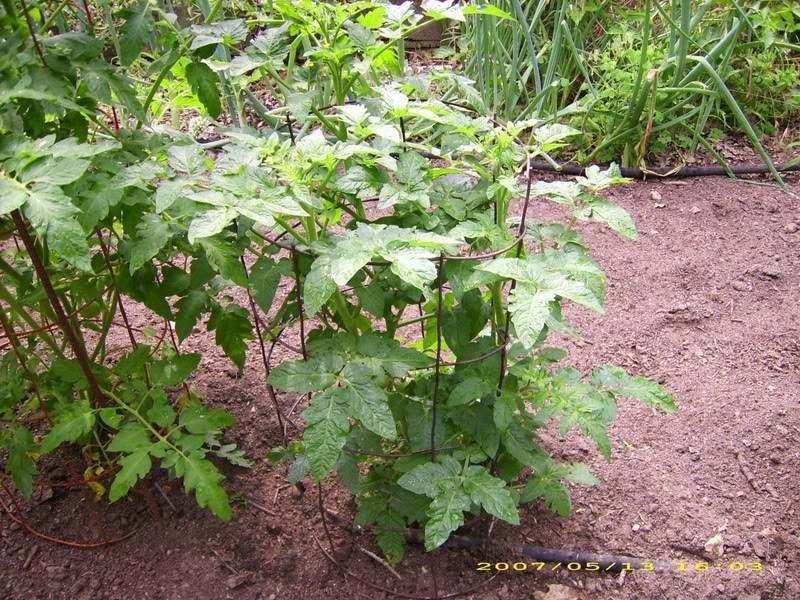 Tomato Seeds – Fantastic Hybrid, (Lycopersicon esculentum) 70 days