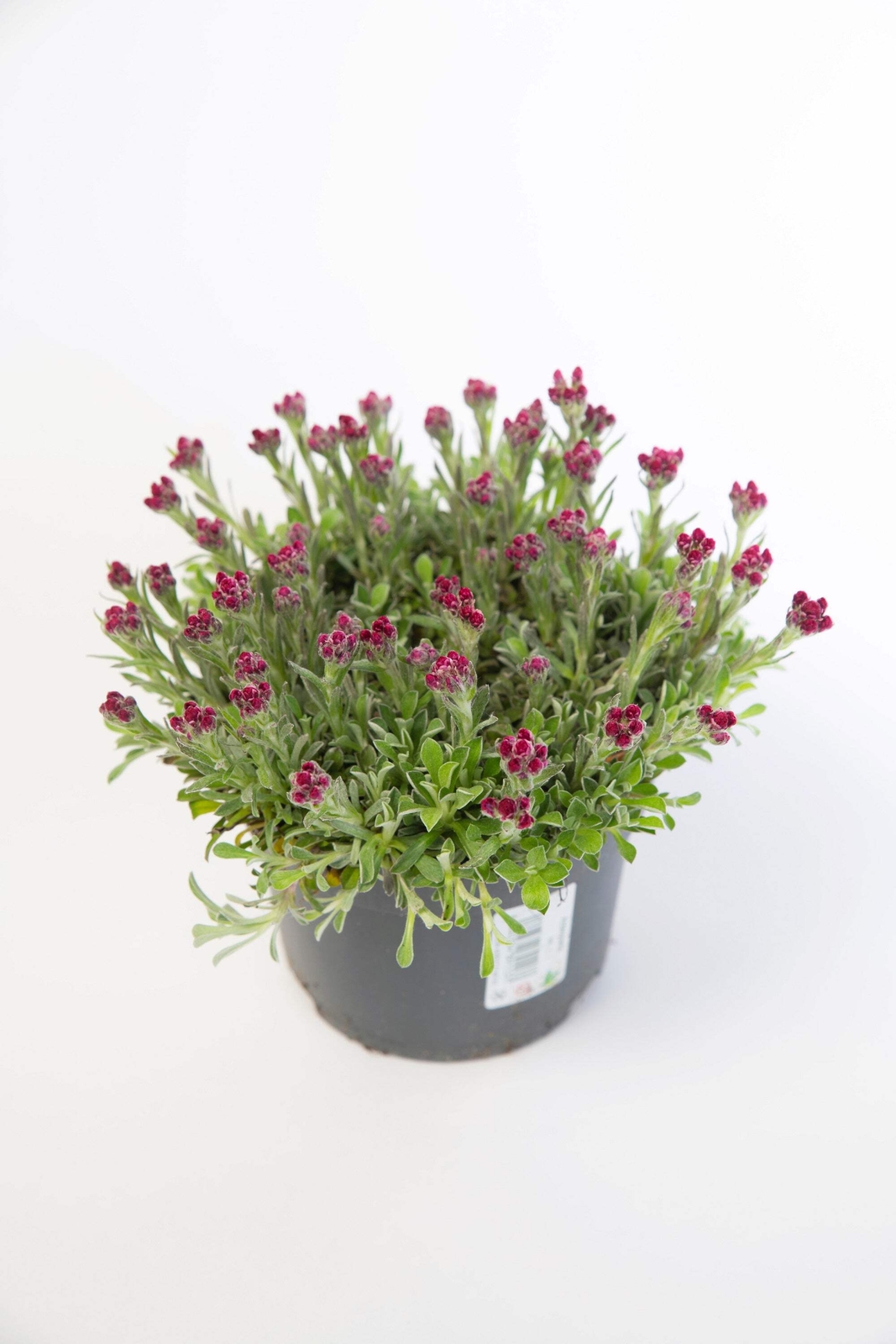20 RED PUSSYTOES Pink RedTinted Antennaria Dioica Rubra Everlasting Flower Seeds