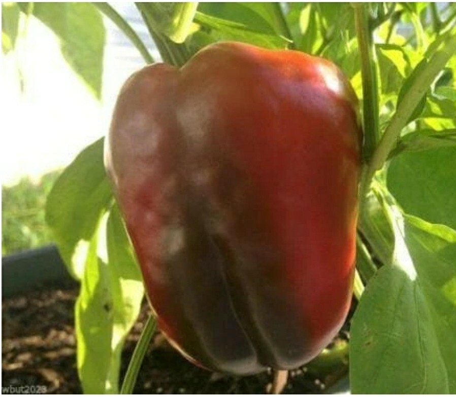 Bell Pepper – Sweet Chinese Giant 30 seeds Grown in Oregon – Organic