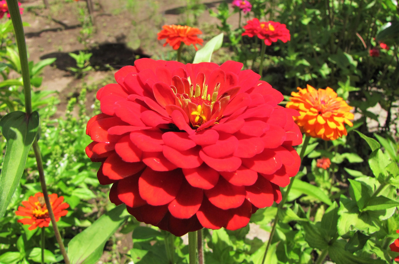Cherry Queen Red Zinnia Seeds | Pollinator Giant Scarlet Rose Flower Seed 2024